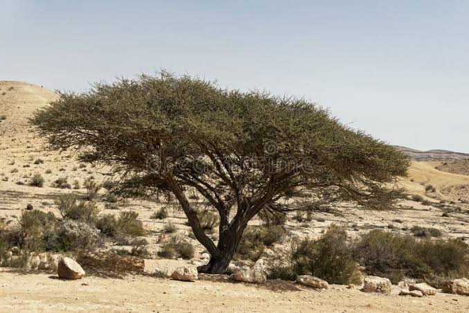 النباتات هل ترسم خريطة حية للذهب في مصر؟ النباتات هل ترسم خريطة حية للذهب في مصر؟